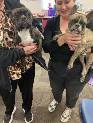 Found/Stray Female Dog last seen Shawnee trail & 45th street, Amarillo, TX 79109