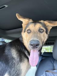 Found/Stray Female Dog last seen Victoria Ave/Iris St, Riverside, CA 92507