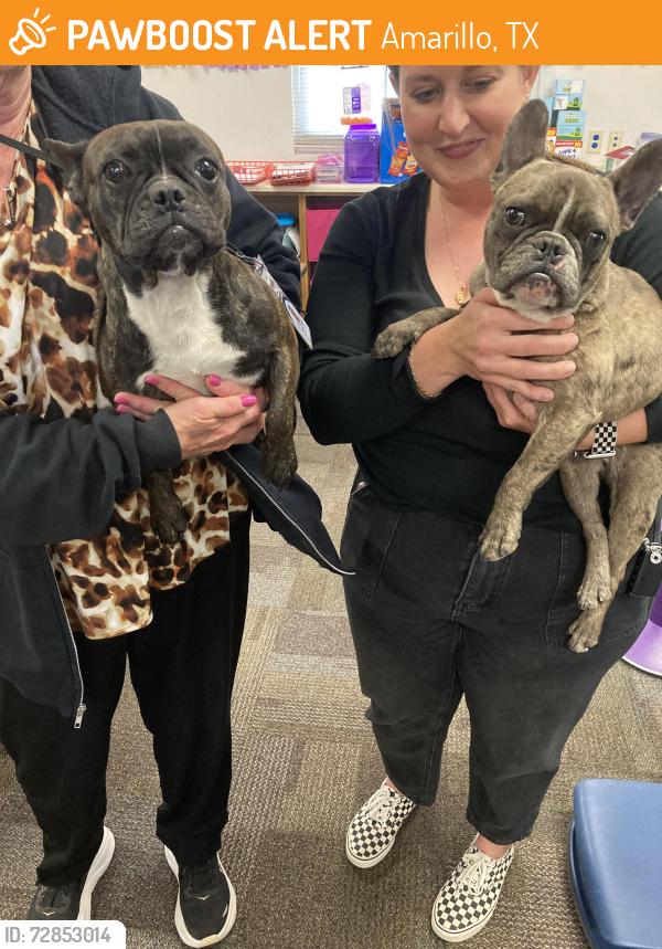 Found/Stray Female Dog last seen Shawnee trail & 45th street, Amarillo, TX 79109