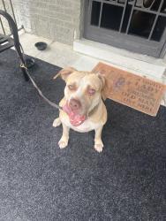 Found/Stray Female Dog last seen Southern, Memphis, TN 38114