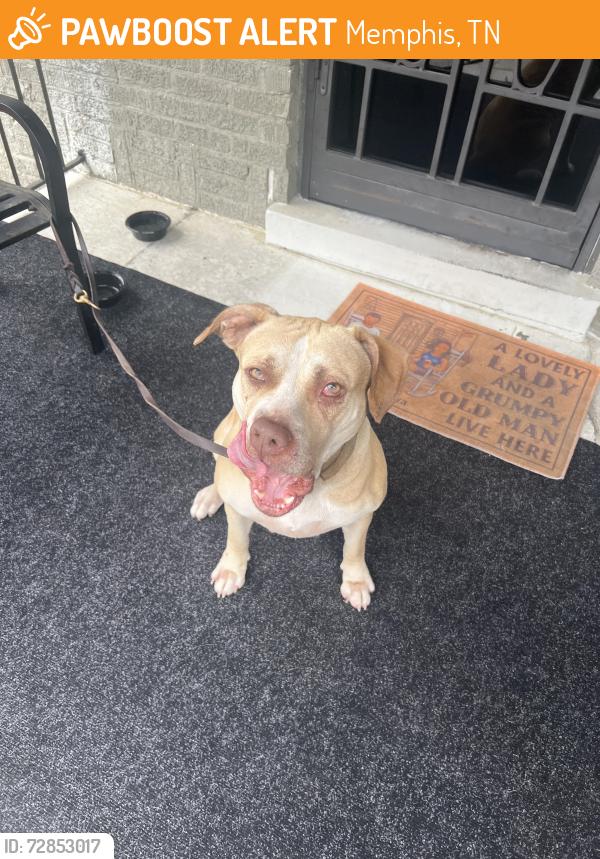 Found/Stray Female Dog last seen Southern, Memphis, TN 38114