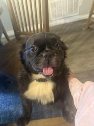 Found/Stray Male Dog last seen Arlington and La Sierra , Riverside, CA 92505