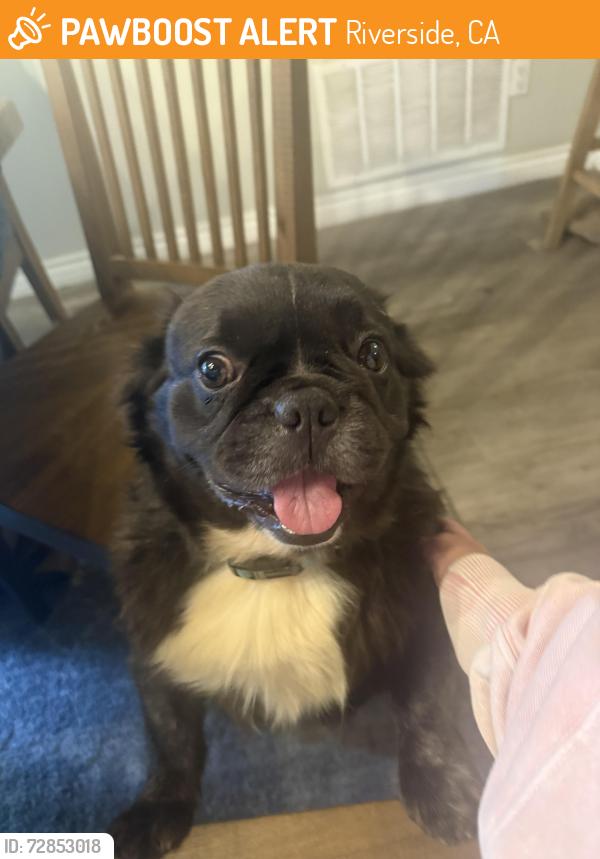 Found/Stray Male Dog last seen Arlington and La Sierra , Riverside, CA 92505