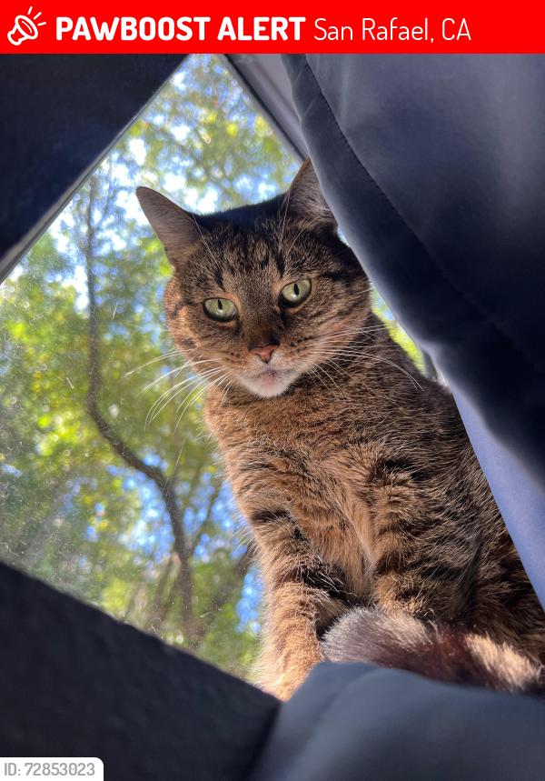 Lost Male Cat last seen Elizabeth Way, San Rafael, CA 94901