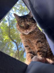 Lost Male Cat last seen Elizabeth Way, San Rafael, CA 94901