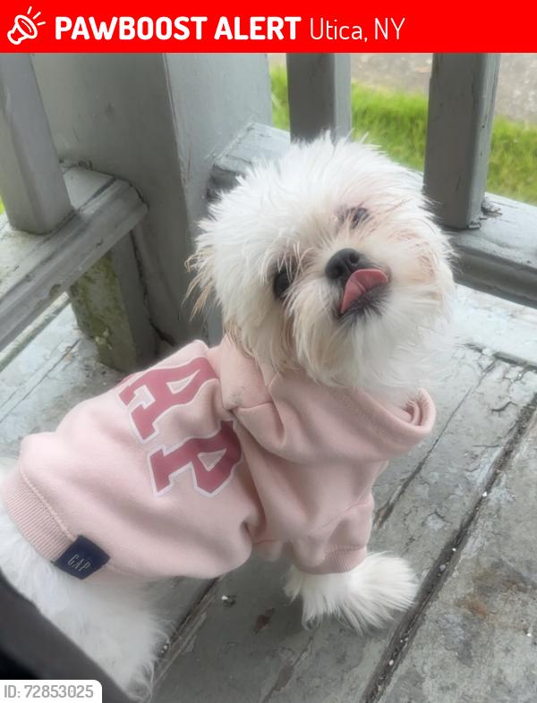 Lost Female Dog last seen Kemble Street , Utica, NY 13501