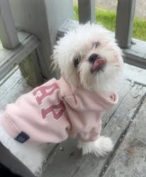 Lost Female Dog last seen Kemble Street , Utica, NY 13501
