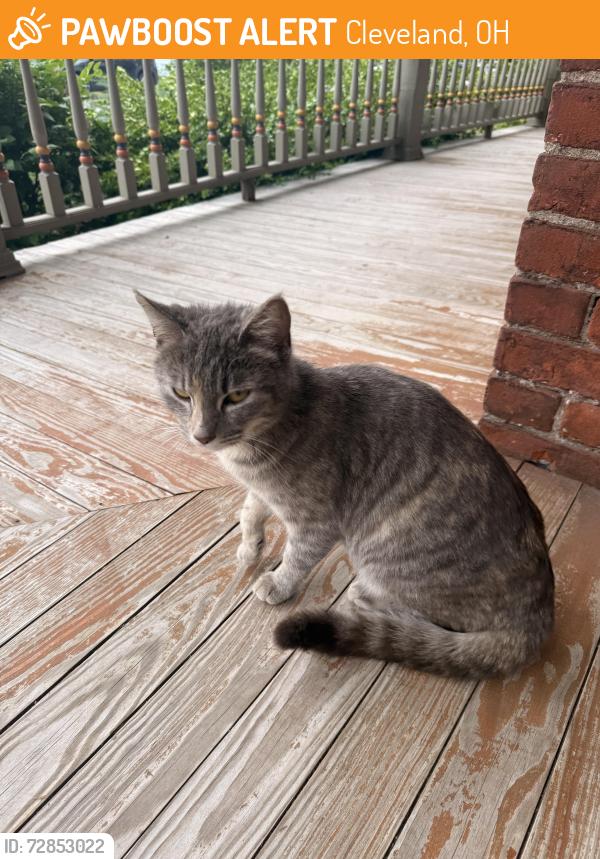 Found/Stray Unknown Cat last seen Spotted off 52ns St in Ohio City, Cleveland, OH 44102