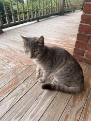 Found/Stray Unknown Cat last seen Spotted off 52ns St in Ohio City, Cleveland, OH 44102