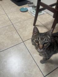 Lost Male Cat last seen Valley pkwy, Escondido, CA 92027