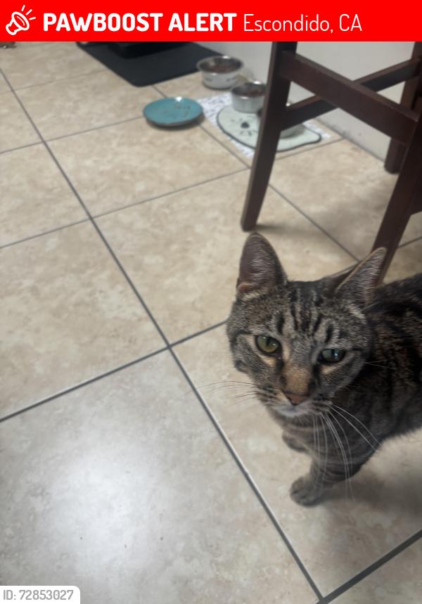 Lost Male Cat last seen Valley pkwy, Escondido, CA 92027