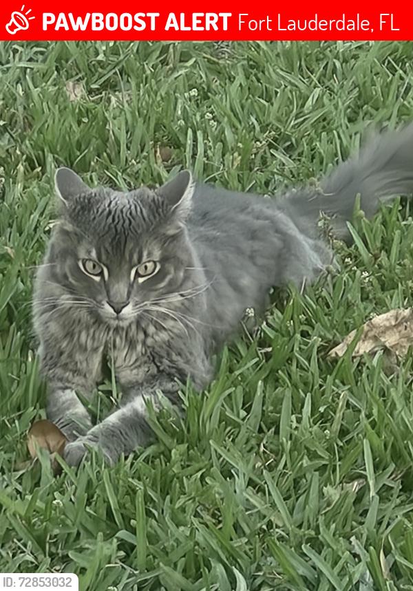 Lost Male Cat last seen Near ave and griffin rd, Fort Lauderdale, FL 33312