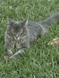 Lost Male Cat last seen Near ave and griffin rd, Fort Lauderdale, FL 33312