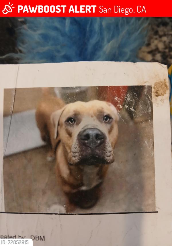 Lost Male Dog last seen Hilger, San Diego, CA 92114