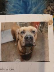 Lost Male Dog last seen Hilger, San Diego, CA 92114