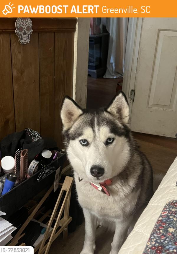 Found/Stray Female Dog last seen Near animal shelter in Greenville sc, Greenville, SC 29601