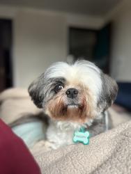 Lost Male Dog last seen Estrada Martim Felix Berta, Mário Quintana, RS 91250-127