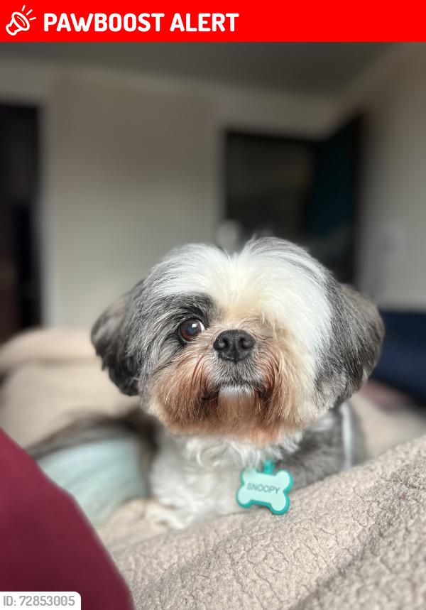 Lost Male Dog last seen Estrada Martim Felix Berta, Mário Quintana, RS 91250-127