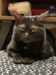 Lost Male Cat last seen Barrow and La Bonne, Metchosin, BC V9C