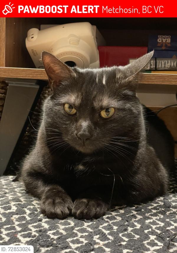 Lost Male Cat last seen Barrow and La Bonne, Metchosin, BC V9C