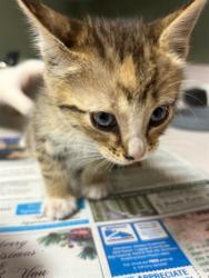 Shelter Stray Female Cat last seen Near BLOCK CEDAR PARK, Jacksonville, FL 32204