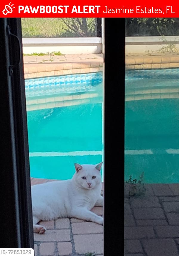 Lost Male Cat last seen Hunt Club Ln , Jasmine Estates, FL 34668