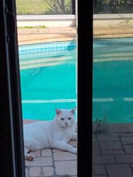 Lost Male Cat last seen Hunt Club Ln , Jasmine Estates, FL 34668