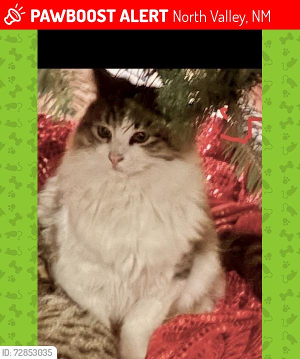Lost Male Cat last seen BLUE SPRUCE TRAILER LODGE PARK, North Valley, NM 87114