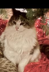 Lost Male Cat last seen BLUE SPRUCE TRAILER LODGE PARK, North Valley, NM 87114