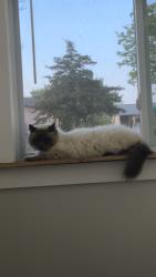 Lost Male Cat last seen Allensville road, Sevierville, TN 37876