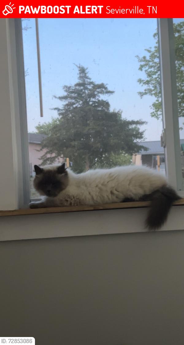 Lost Male Cat last seen Allensville road, Sevierville, TN 37876