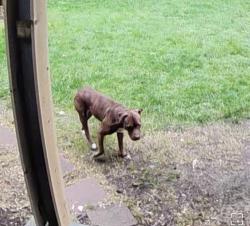 Found/Stray Female Dog last seen Right next to Steilacoom Lake Bridge , Steilacoom, WA 98388