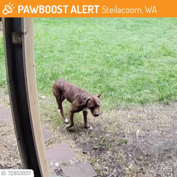 Found/Stray Female Dog last seen Right next to Steilacoom Lake Bridge , Steilacoom, WA 98388