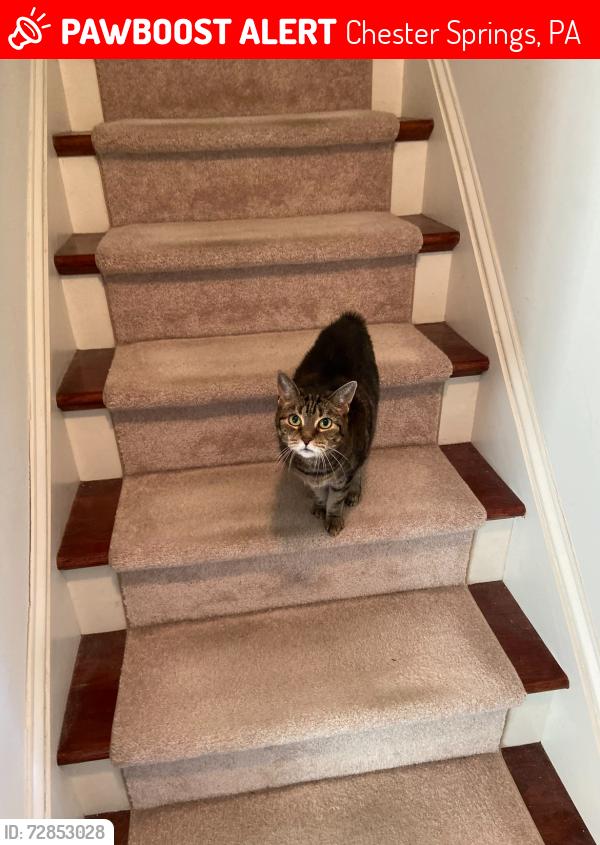 Lost Female Cat last seen Copper Creek Rd and Brookshire Dr in Chester Springs , Chester Springs, PA 19425