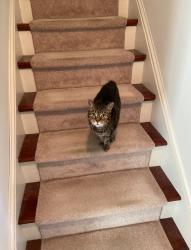 Lost Female Cat last seen Copper Creek Rd and Brookshire Dr in Chester Springs , Chester Springs, PA 19425