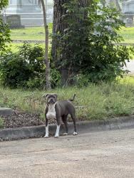 Found/Stray Unknown Dog last seen City park, Toronto, ON M5A