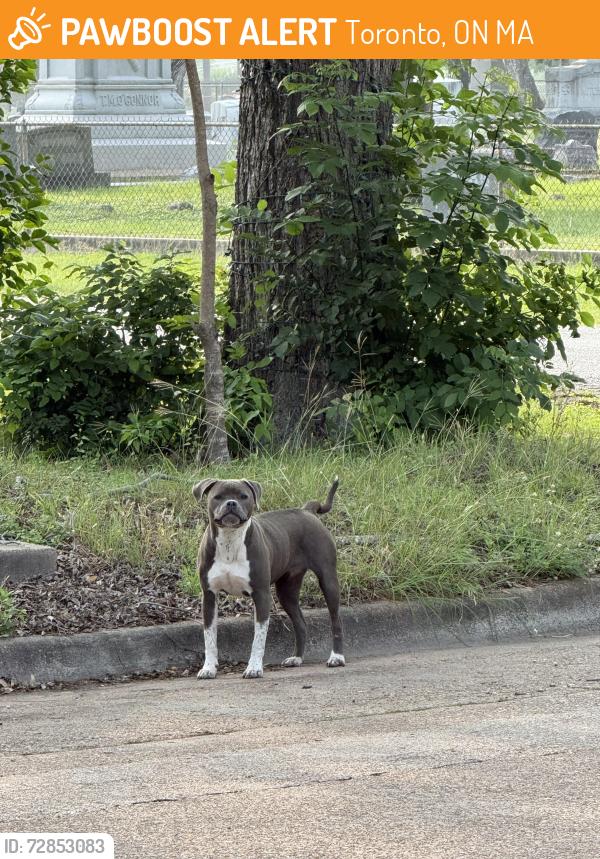 Found/Stray Unknown Dog last seen City park, Toronto, ON M5A