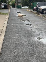 Reunited Unknown Dog last seen Hillsboro Village #803 Alley before #815 Alley, Nashville, TN 37212