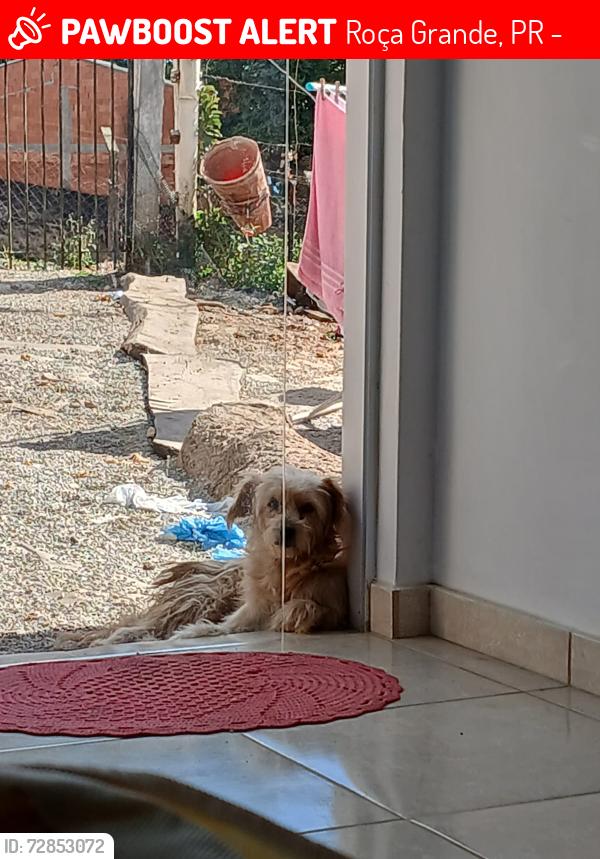 Lost Male Dog last seen Esquina com Adélio Correia, Roça Grande, PR 83403-310