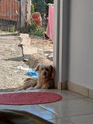 Lost Male Dog last seen Esquina com Adélio Correia, Roça Grande, PR 83403-310