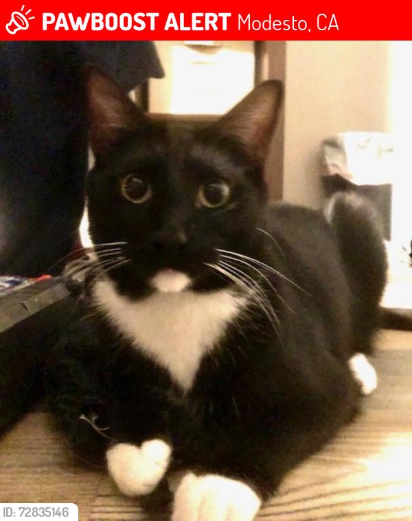 Lost Male Cat last seen Snyder & Viader, Modesto, CA 95356