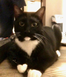 Lost Male Cat last seen Snyder & Viader, Modesto, CA 95356