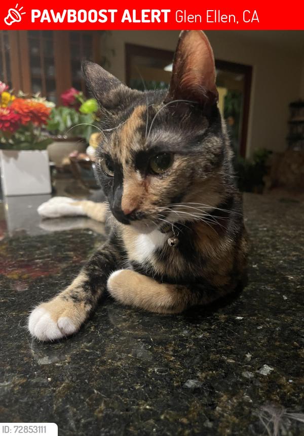 Lost Female Cat last seen Across from Yeti Restaurant in Glen Ellen , Glen Ellen, CA 95442