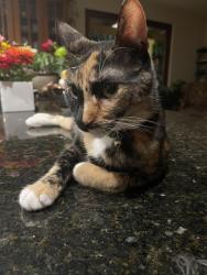 Lost Female Cat last seen Across from Yeti Restaurant in Glen Ellen , Glen Ellen, CA 95442