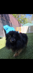Lost Male Dog last seen Pickettville and Kenny Pickettville and old kings , Jacksonville, FL 32254