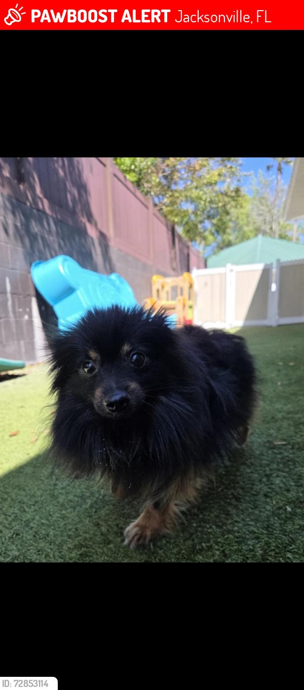 Lost Male Dog last seen Pickettville and Kenny Pickettville and old kings , Jacksonville, FL 32254