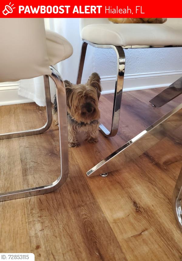 Lost Female Dog last seen Near palm ave Hialeah , Hialeah, FL 33012