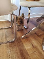 Lost Female Dog last seen Near palm ave Hialeah , Hialeah, FL 33012