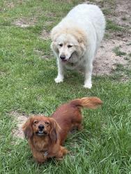 Found/Stray Female Dog last seen Bloodworth, Pensacola, FL 32504
