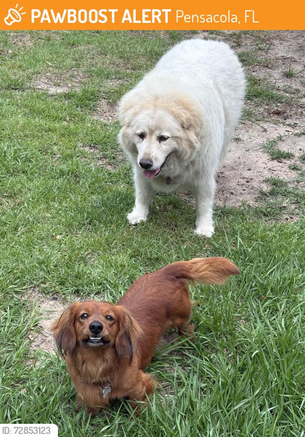 Found/Stray Female Dog last seen Bloodworth, Pensacola, FL 32504